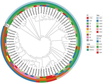 Molecular epidemiology and clinical characteristics of the type VI secretion system in Klebsiella pneumoniae causing abscesses